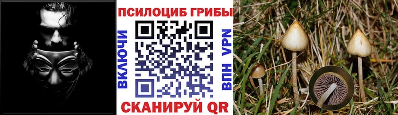 где купить   Бодайбо  Псилоцибиновые грибы ЛСД 